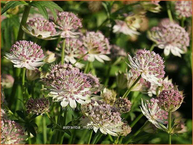 Astrantia major 'Buckland' | Zeeuws knoopje