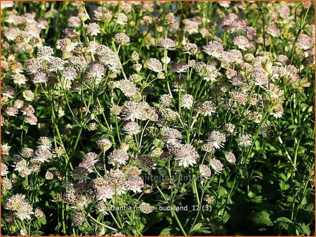 Astrantia major 'Buckland' | Zeeuws knoopje