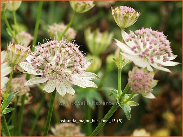 Astrantia major 'Buckland' | Zeeuws knoopje