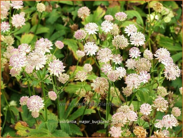 Astrantia major 'Buckland' | Zeeuws knoopje