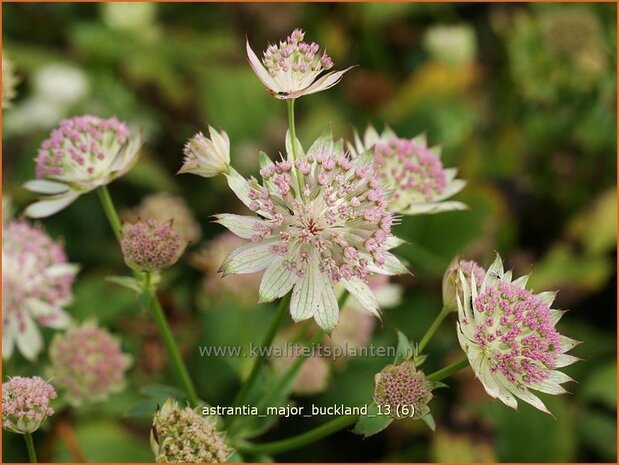 Astrantia major 'Buckland' | Zeeuws knoopje