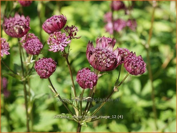 Astrantia major 'Moulin Rouge' | Zeeuws knoopje