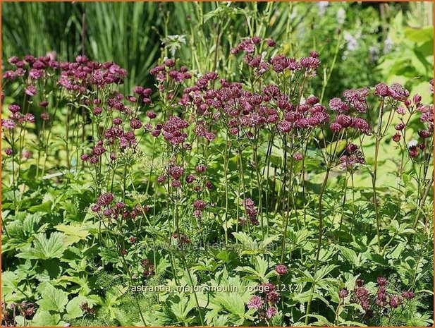 Astrantia major 'Moulin Rouge' | Zeeuws knoopje