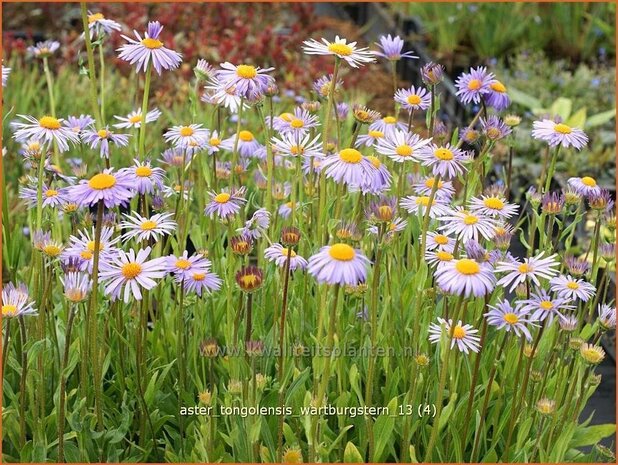 Aster tongolensis 'Wartburgstern' | Aster