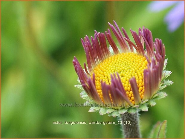 Aster tongolensis 'Wartburgstern' | Aster