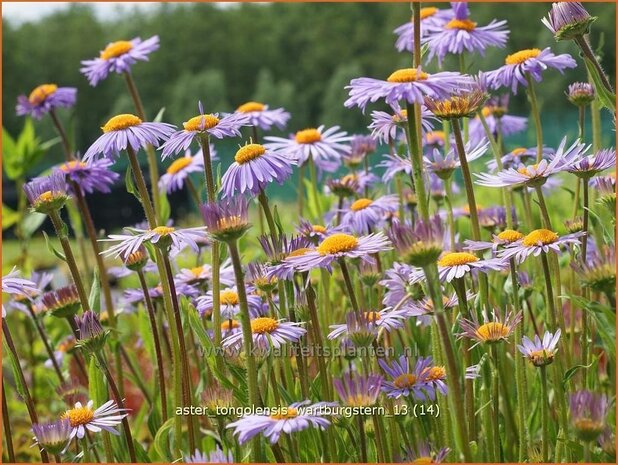 Aster tongolensis 'Wartburgstern' | Aster