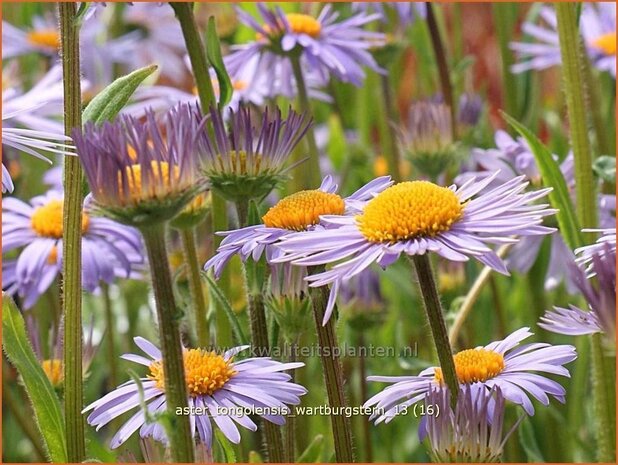 Aster tongolensis 'Wartburgstern' | Aster