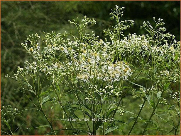 Aster umbellatus | Aster