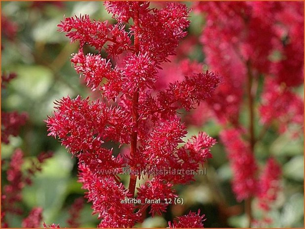 Astilbe 'Fanal' | Spirea