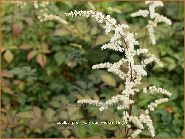 Astilbe 'Prof. van der Wielen' | Pluimspirea, Spirea