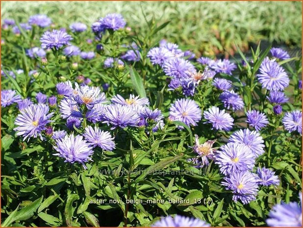 Aster novi-belgii 'Marie Ballard' | Aster