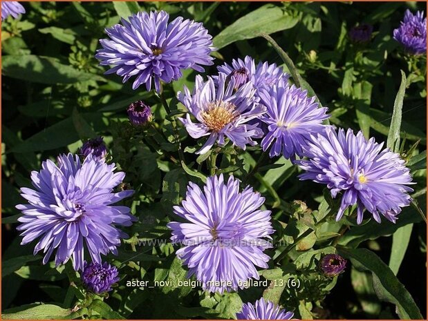 Aster novi-belgii 'Marie Ballard' | Aster