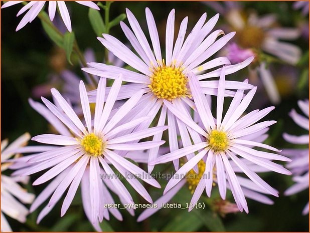 Aster pyrenaeus 'Lutetia' | Aster