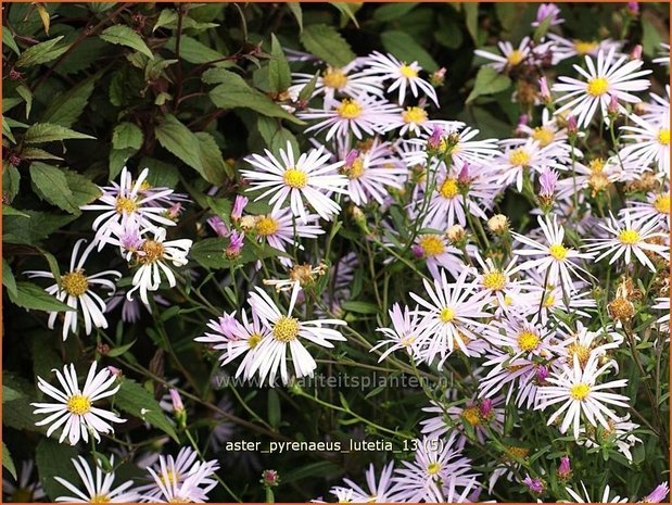 Aster pyrenaeus 'Lutetia' | Aster