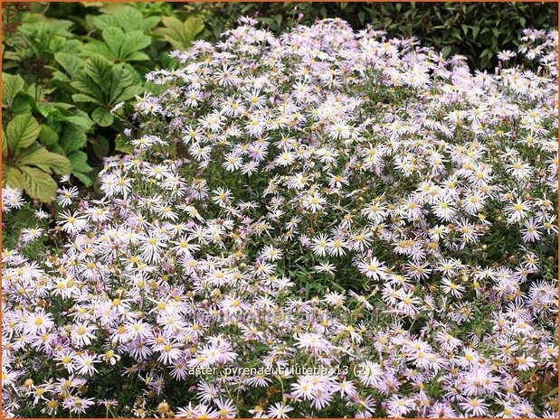 Aster pyrenaeus 'Lutetia' | Aster