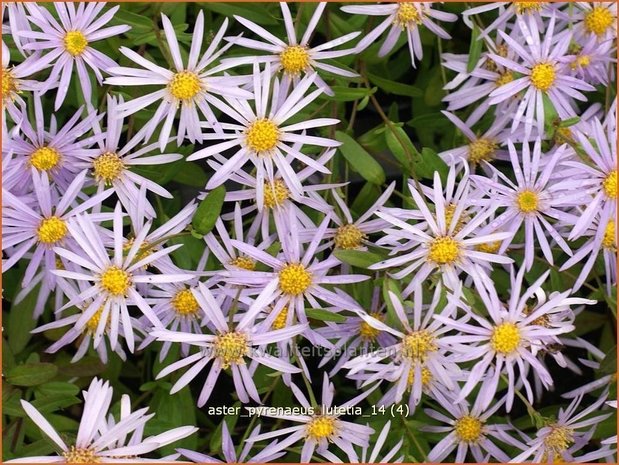 Aster pyrenaeus 'Lutetia' | Aster