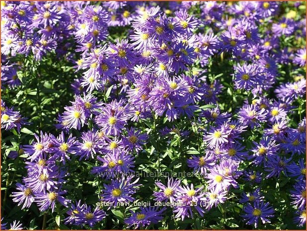 Aster novi-belgii 'Dauerblau' | Aster