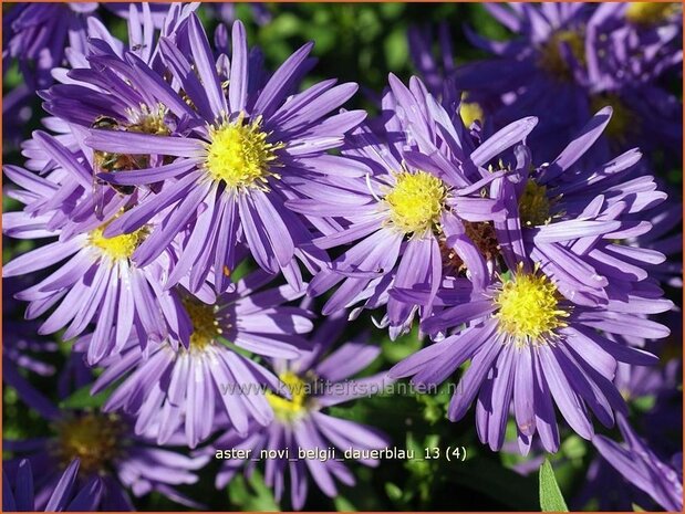 Aster novi-belgii 'Dauerblau' | Aster