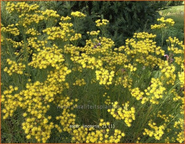 Aster linosyris | Aster | Goldhaar-Aster