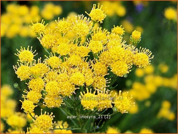 Aster linosyris | Aster | Goldhaar-Aster