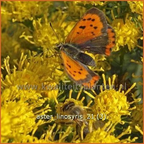 Aster linosyris | Aster | Goldhaar-Aster