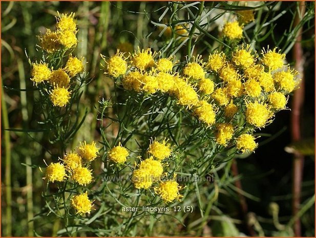 Aster linosyris | Aster | Goldhaar-Aster