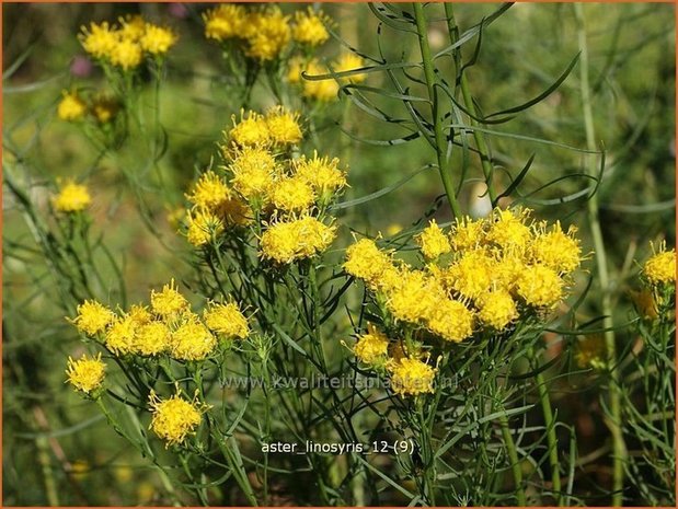 Aster linosyris | Aster | Goldhaar-Aster