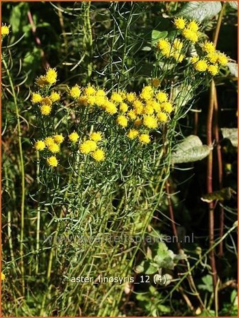 Aster linosyris | Aster | Goldhaar-Aster