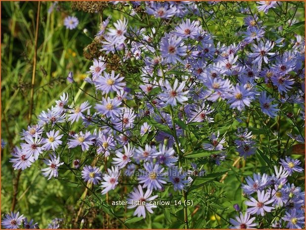 Aster 'Little Carlow' | Aster | Aster