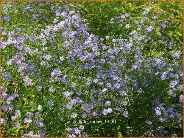 Aster 'Little Carlow' | Aster | Aster