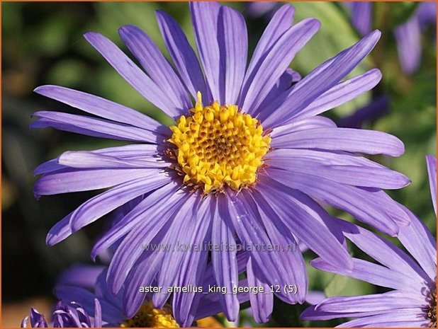 Aster amellus 'King George' | Aster