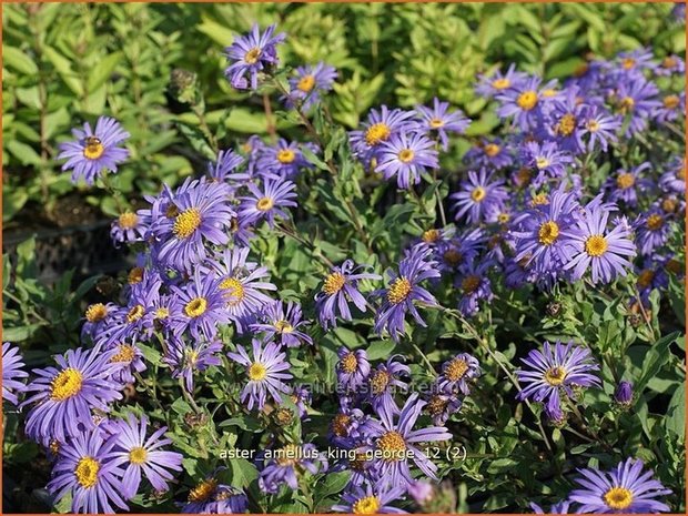 Aster amellus 'King George' | Aster