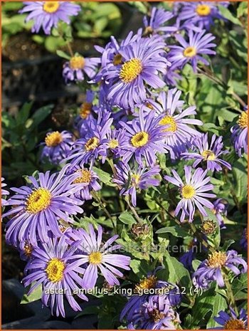 Aster amellus 'King George' | Aster