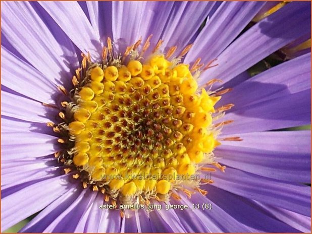 Aster amellus 'King George' | Aster