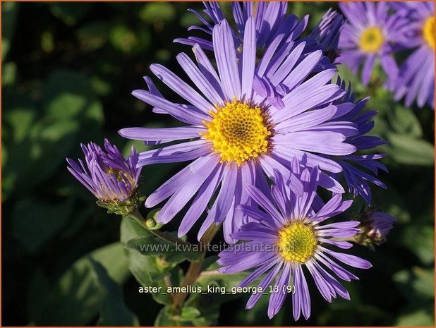 Aster amellus 'King George' | Aster