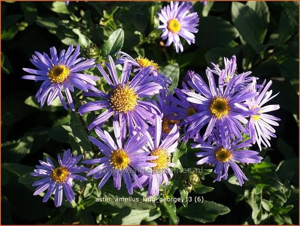 Aster amellus 'King George' | Aster