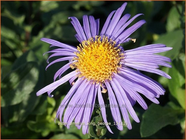 Aster amellus 'King George' | Aster