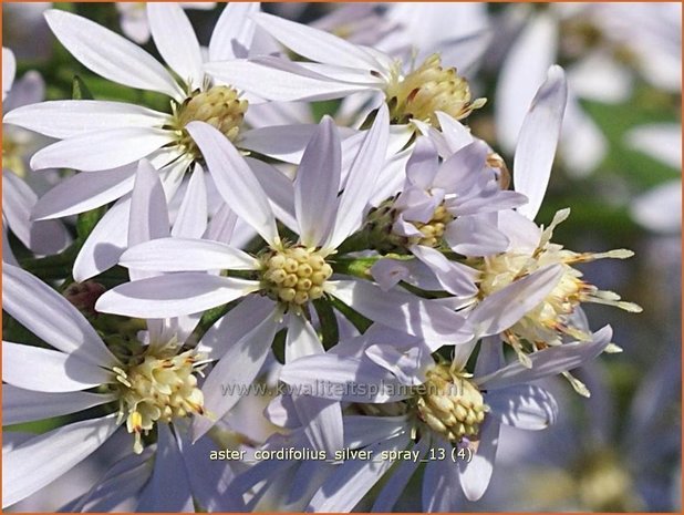 Aster cordifolius 'Silver Spray' | Hartbladaster, Aster | Herzblättrige Schleier-Aster