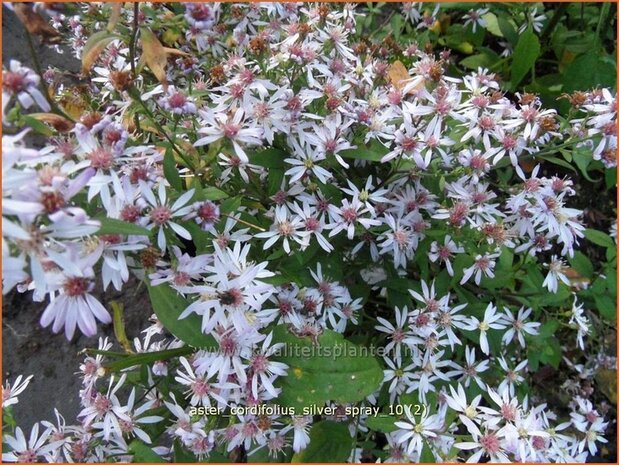 Aster cordifolius 'Silver Spray' | Hartbladaster, Aster | Herzblättrige Schleier-Aster