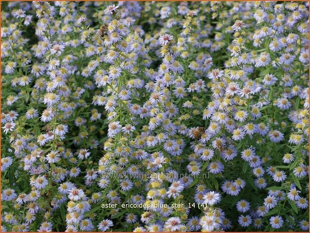 Aster ericoides 'Blue Star' | Aster, Heideaster