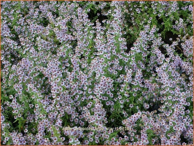 Aster ericoides 'Blue Star' | Aster, Heideaster