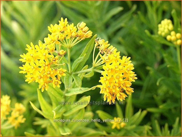 Asclepias tuberosa 'Hello Yellow' | Zijdeplant, Knolzijdeplant