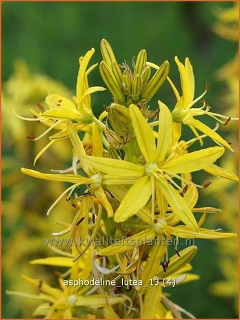 Asphodeline lutea | Gele affodil