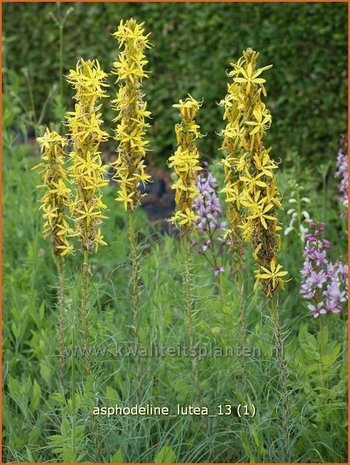 Asphodeline lutea | Gele affodil