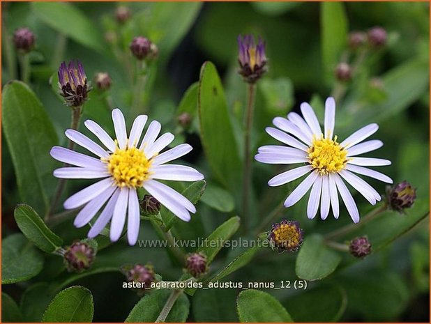 Aster ageratoides &#39;Adustus Nanus&#39; | Japanse dwergaster, Aster | Ageratum-ähnliche Aster