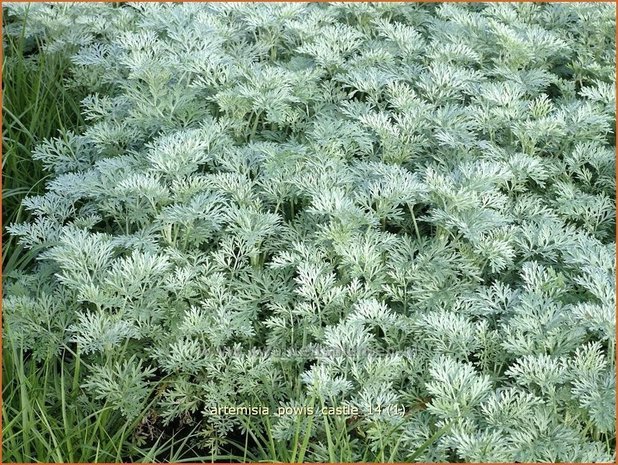 Artemisia 'Powis Castle' | Alsem, Bijvoet, Edelruit