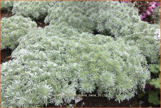 Artemisia schmidtiana 'Nana' | Alsem, Bijvoet, Edelruit