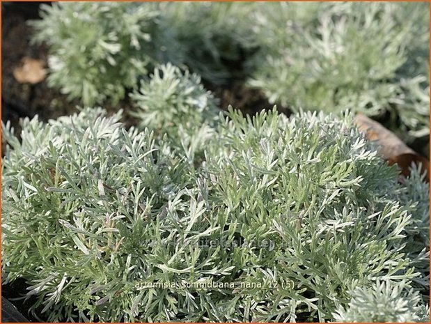 Artemisia schmidtiana 'Nana' | Alsem, Bijvoet, Edelruit