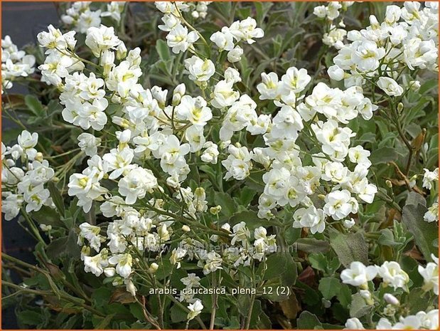 Arabis caucasica 'Plena' | Randjesbloem, Rijstebrij