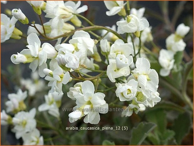 Arabis caucasica 'Plena' | Randjesbloem, Rijstebrij